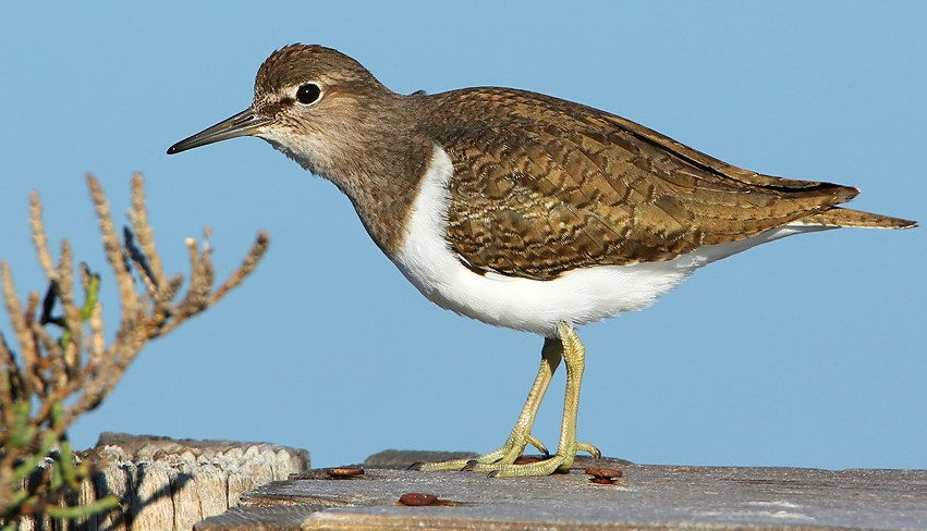 Image Sortie découverte des oiseaux des salins d'Hyères