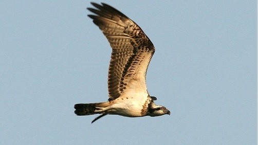 Image Sortie découverte des oiseaux des salins d'Hyères