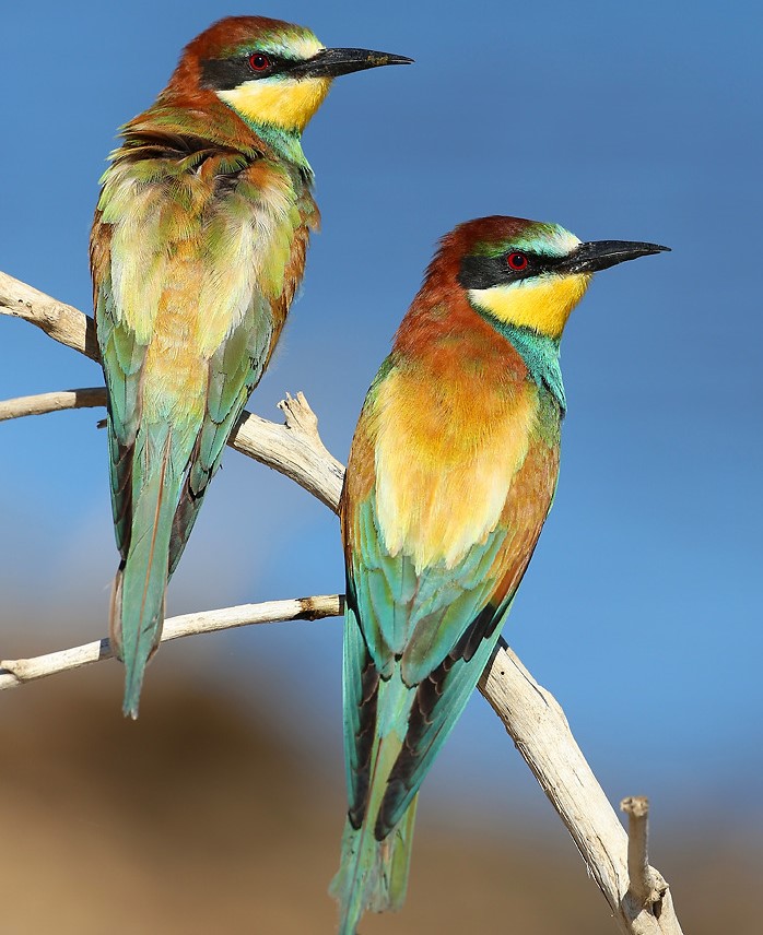 Image Balade matinale à la découverte des oiseaux aux Salins d'Hyères - LPO