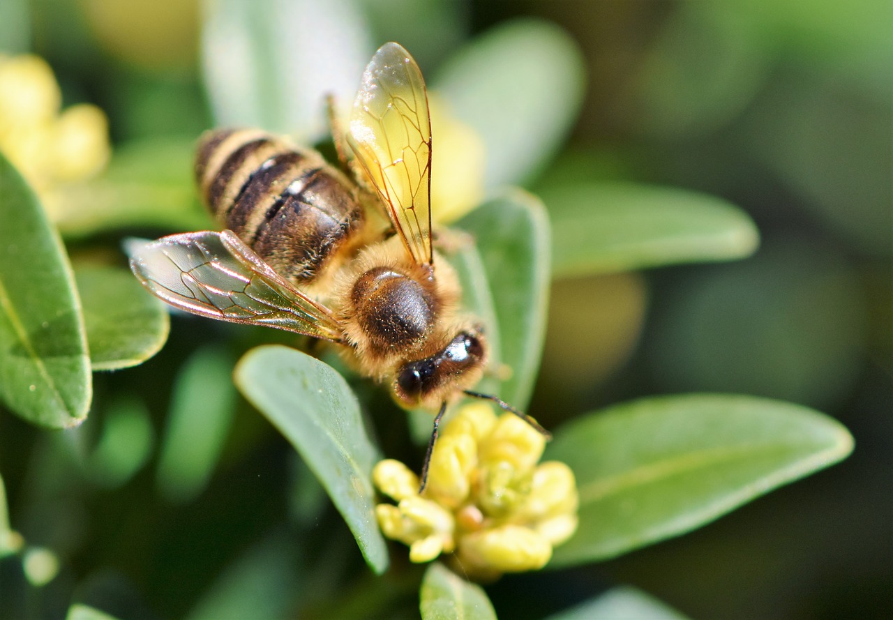 Image Atelier sur le thème : Le monde des abeilles