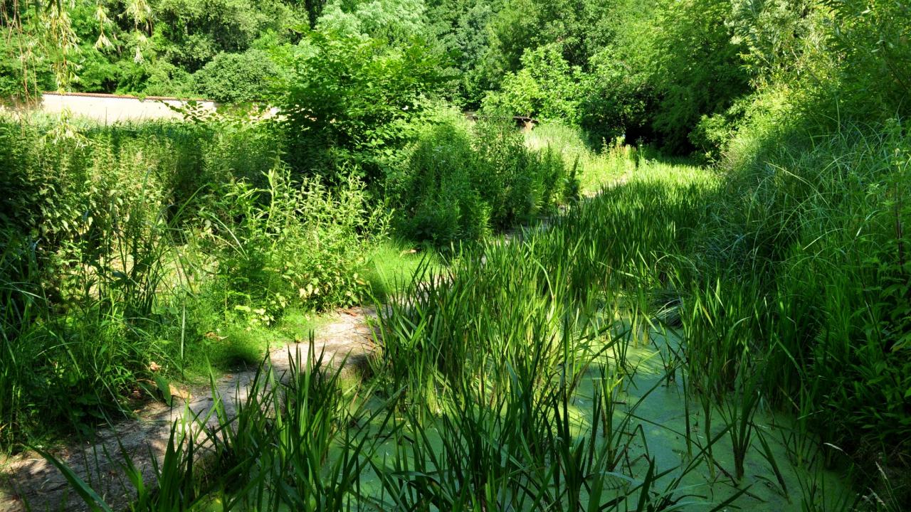 Image Visite de la cressonnière de Vaise