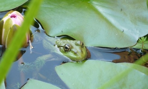 Image Petites bêtes des mares