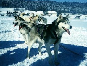 Image Visite d'un parc à chiens de traîneaux