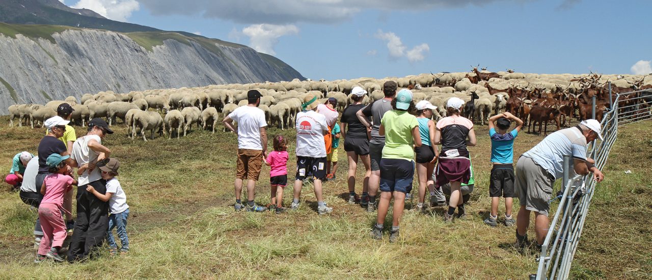 Image Sortie en alpage à la rencontre des bergers d'Auris-en-Oisans