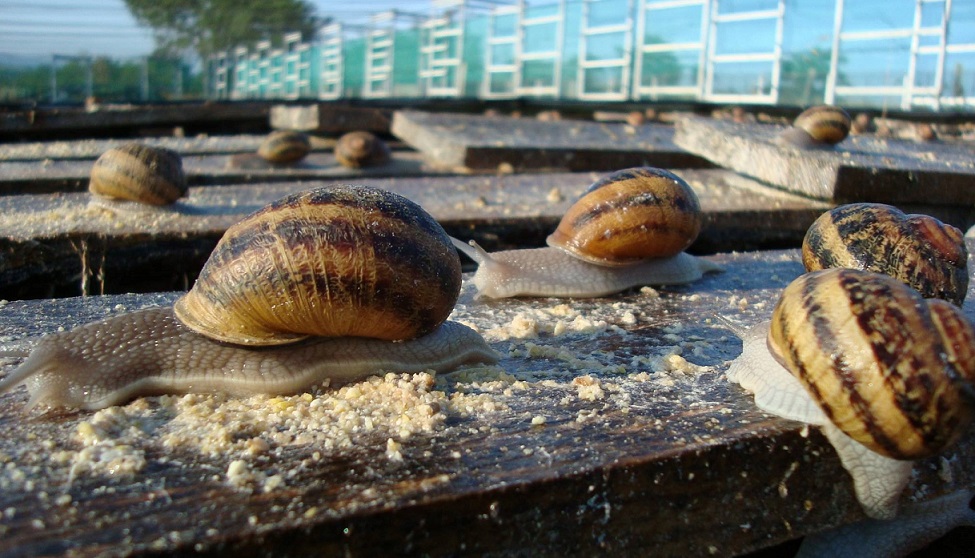 Image L'Escargot Badlo - visite guidée