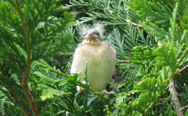 Image Observation des oiseaux du lac