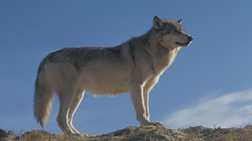 Image Le grand méchant loup ?