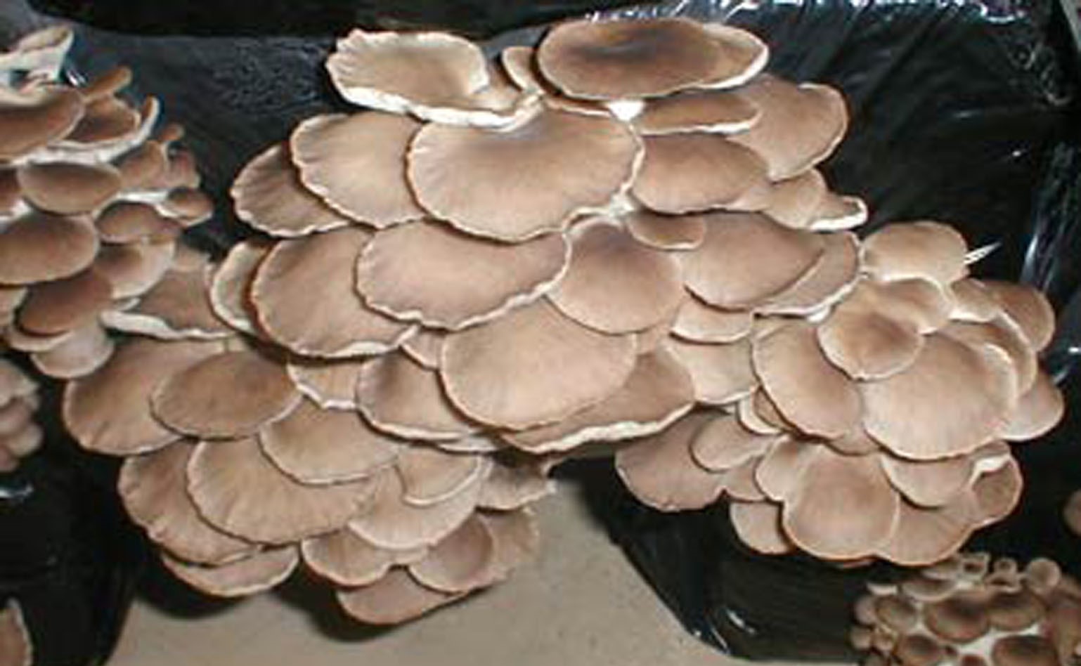 Image Champignons de l'Orme rond