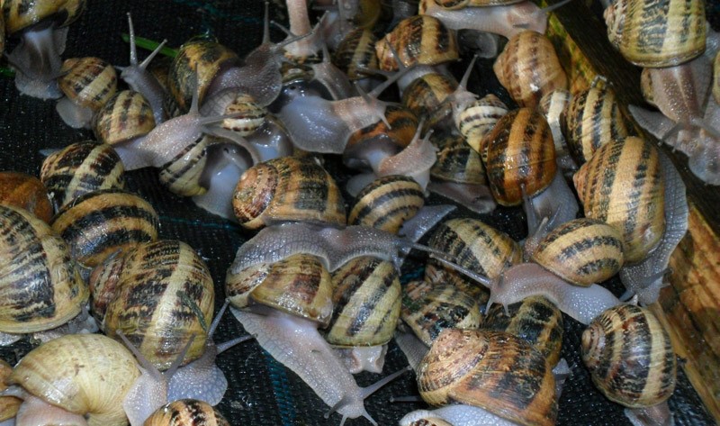 Image L'escargot de la ferme du Lomont
