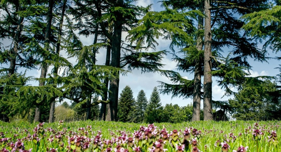 Image Arboretum de Chèvreloup