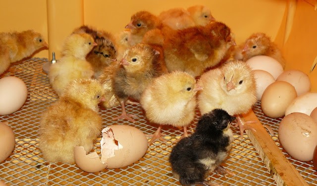 Image Ferme Lecoq