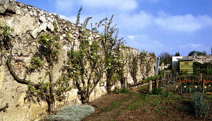 Image Les murs à pêches de Montreuil et jardins