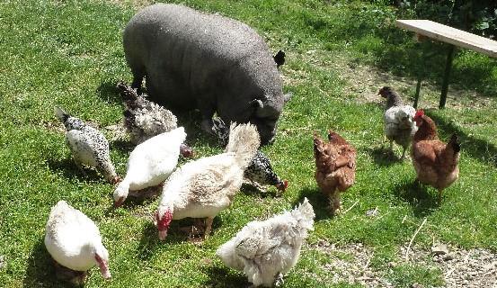 Image La ferme des ours gourmands