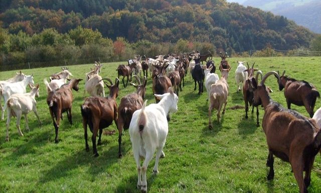 Image La ferme de Catbru