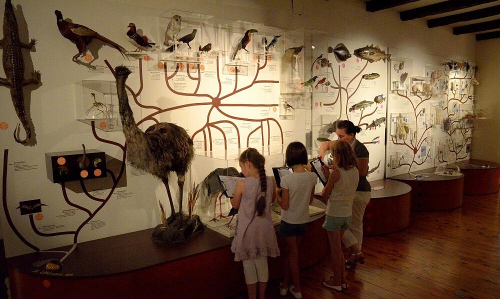 Image Muséum d'histoire naturelle Henri Lecoq