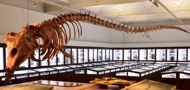 Image Muséum d'histoire naturelle de Nantes