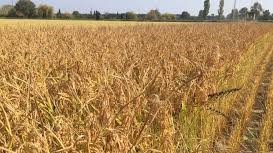 Image La maison du Riz