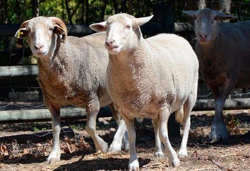 Image Ferme pédagogique du Collet des Comtes