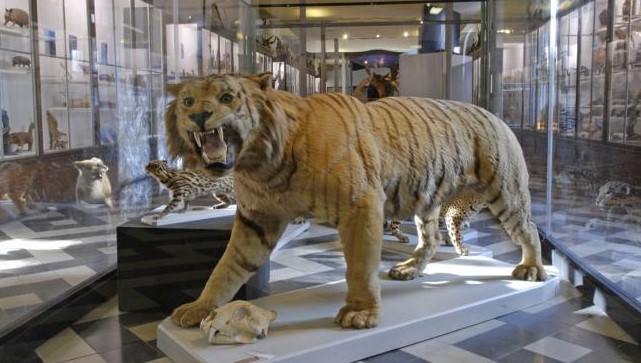 Image Muséum d'histoire naturelle de Nîmes