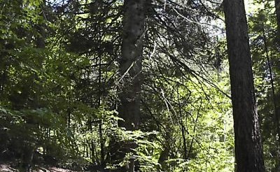 Image Arboretum de La Foux
