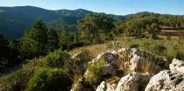 Image Ballade : la piste des pins Pignon