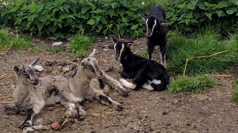 Image La Ferme des Grangers