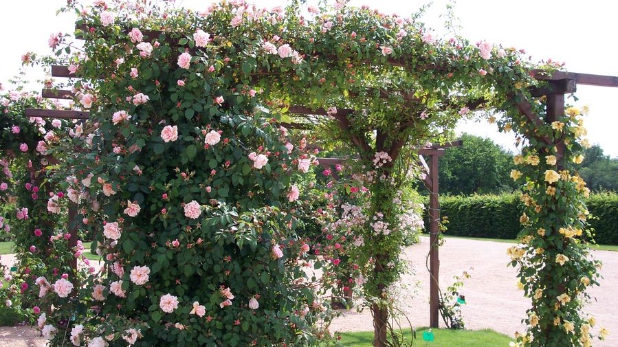 Image Roseraie de Saint-Galmier