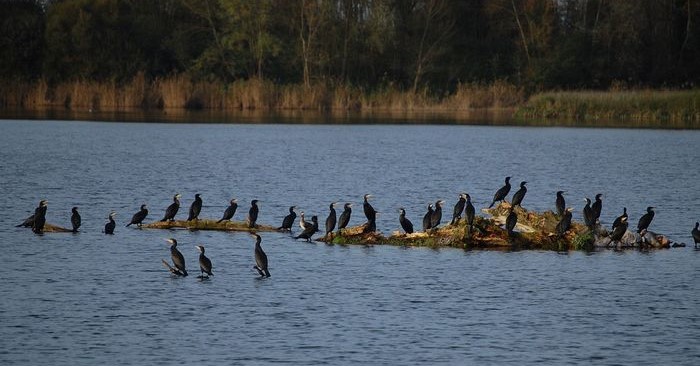 Image Les gravières de Mâtel via le sentier Loire Nature
