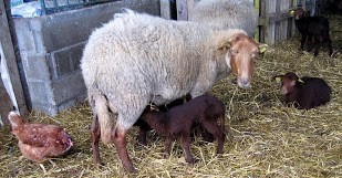 Image Ferme biologique et pédagogique Saute Mouton