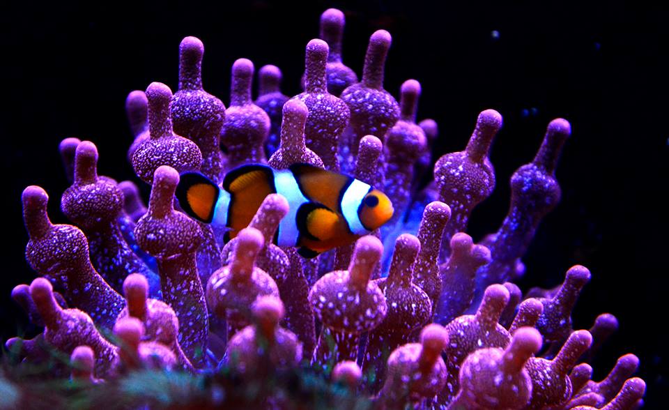 Image Aquarium de Lyon