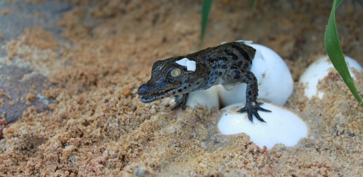 Image La Ferme aux Crocodiles