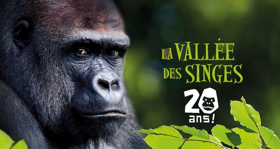 Image La Vallée des Singes