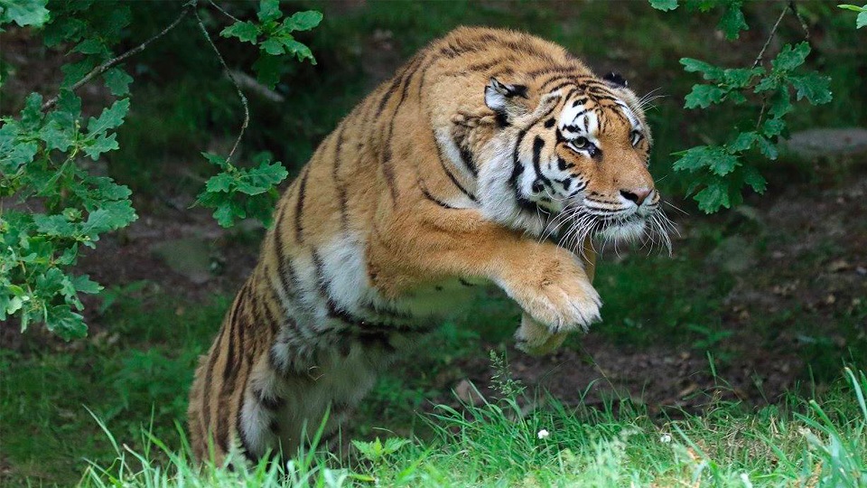 Image Zoo de Jurques
