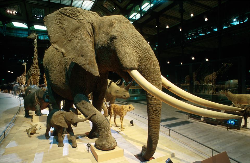 Image Grande Galerie de l'Evolution