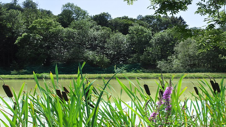 Image Le plan d'eau du Moulin