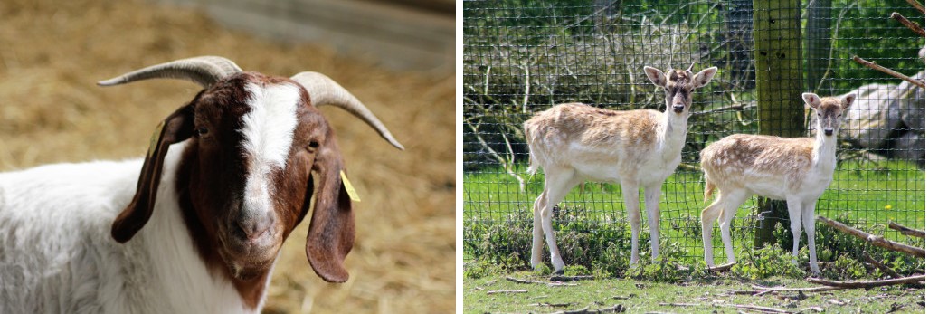 Image Le Camelus