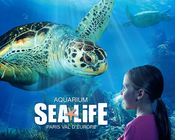 Image Aquarium Sea Life