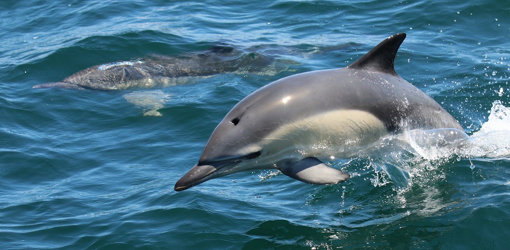 Image Faune Océan