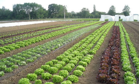 Image Le Jardin de Busnes