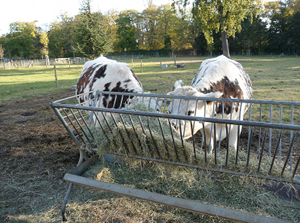 Image Ferme de Paris