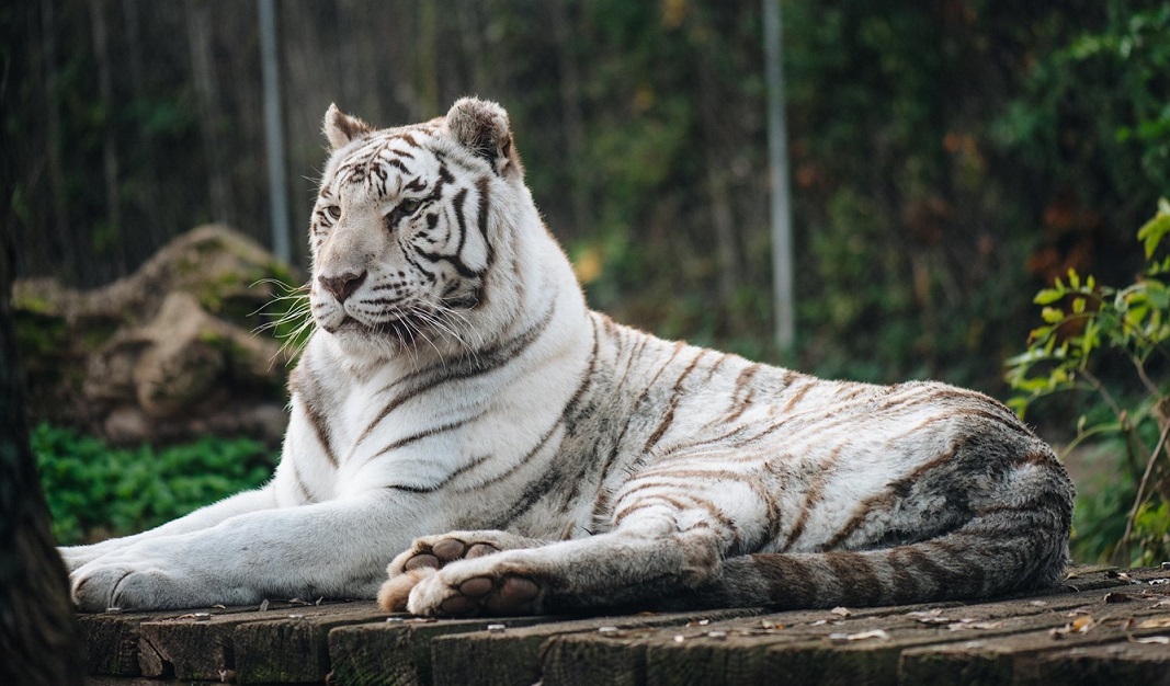 Image Touroparc Zoo