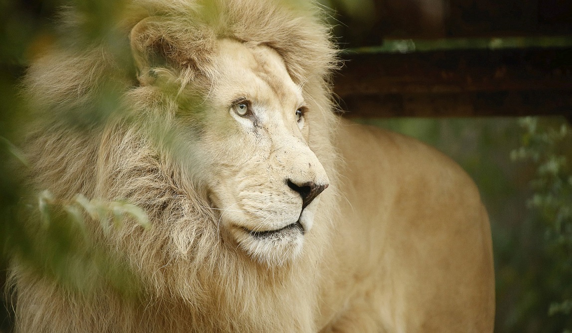 Image Zoo d'Amneville