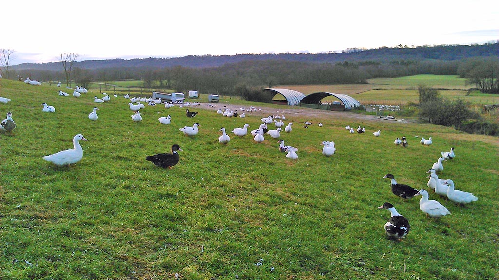 Image Visite de la ferme Moulié