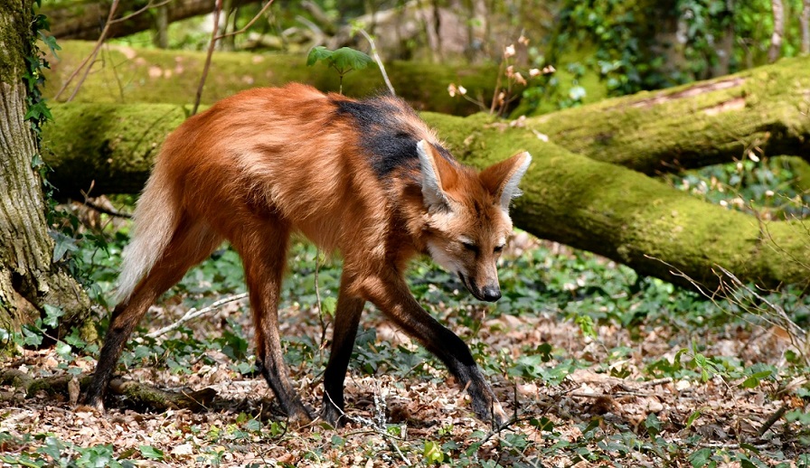Image Parc animalier, botanique et parcabout de Branféré