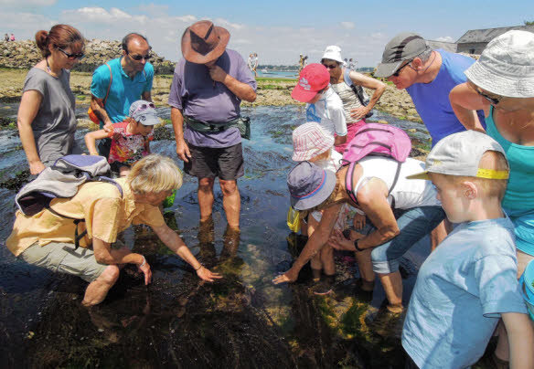 Image Pêche à pieds et découverte des marais - Yann Normandidf Pêche