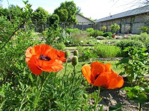 Image Conservatoire National des Plantes à Parfum, Médicinales et Aromatiques